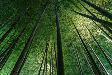 A bamboo grove lit up at night.