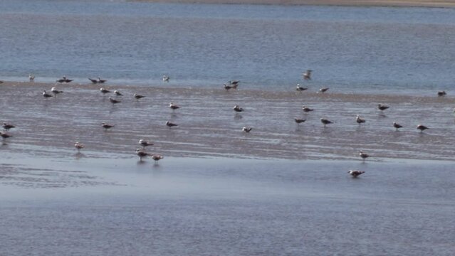 Saltwater river at low tide with a flock of birds, seagulls feeding in the middle of the river