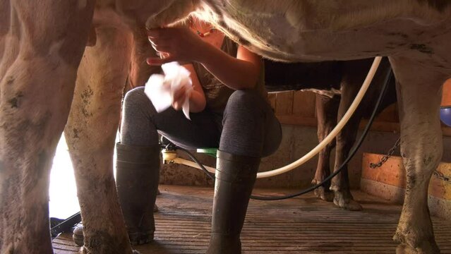 Farmer milking a cow. Milking cow in barn. Bauer melkt eine Kuh. K&uuml;he melken.