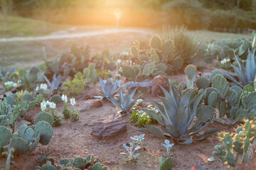 Desert plants at dusk