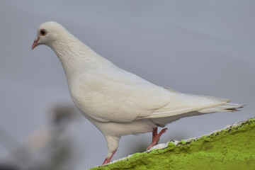 white dove on the grass