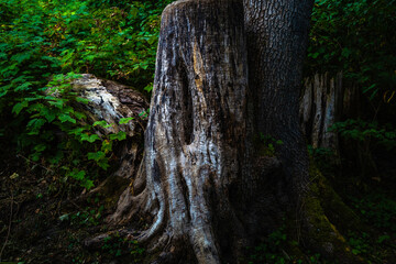 Old dead tree stump in the forest in Maclure Park in Abbotsford, British Columbia