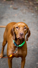 Portrait of a Vizsla