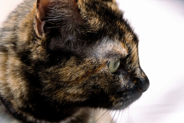 cat looking up Close up portrait of green eye of American shorthair cat of grey color. blurred background in light colors
