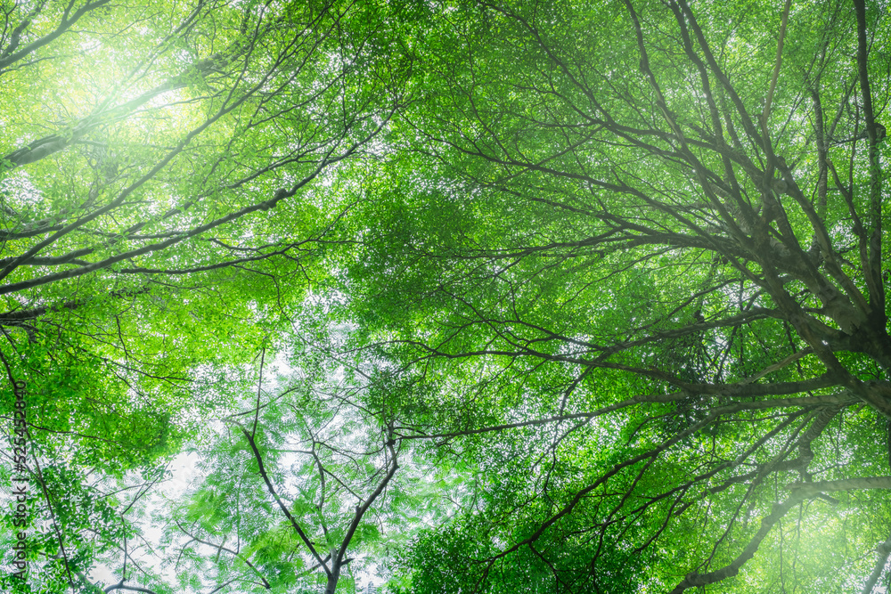 Canvas Prints bottom view of tree with green leaves in tropical forest with sun light. fresh environment in park. 