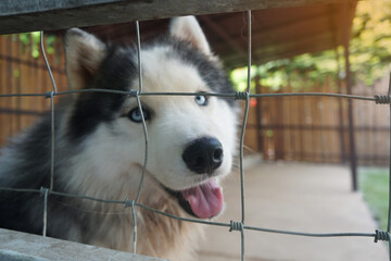 Siberian husky dog ​​with open mouth and tongue in a cage