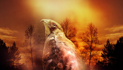 Wild bird in sunset nature with blurred forest black silhouettes tree background.  Panorama banner...