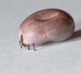 Macro photography of a tick soaked with blood