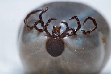 Macro photography of a tick soaked with blood