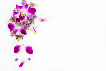 purple flowers orchid arrangement flat lay postcard style on background white 