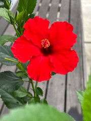 Obraz premium red hibiscus flower