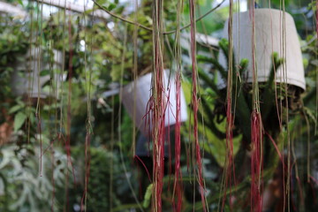 hanging ornamental plants to decorate the garden area
