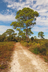 Fototapeta na wymiar Trail at Oscar Scherer State Park, Florida