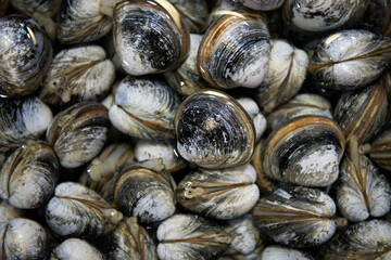 fresh shellfish