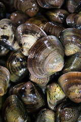 fresh shellfish