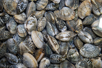 fresh shellfish