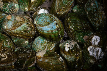 fresh shellfish