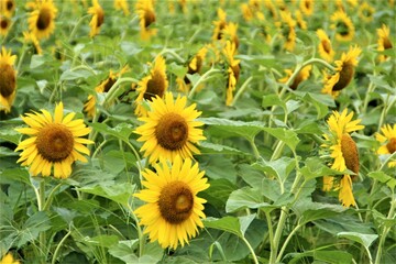 元気！真夏のひまわり