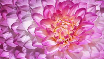 Obraz premium Dahlia flower. Floral purple background. Macro. Nature.