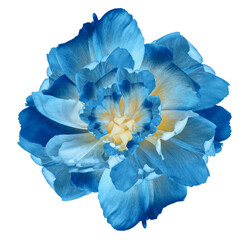 Blue tulip.  Flower on white isolated background with clipping path.  For design.  Closeup.  Nature.