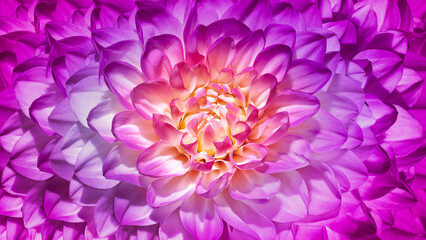 Obraz premium Dahlia flower. Floral purple background. Macro. Nature.