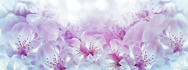 Floral  purple spring background. Petals flowers. Close-up. Nature.