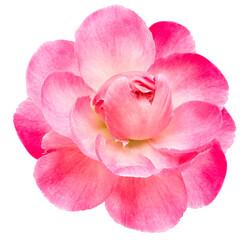 Pink peony flower  on white isolated background with clipping path. Closeup. For design. Nature.