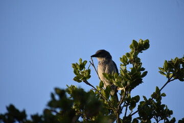 bird on a branch