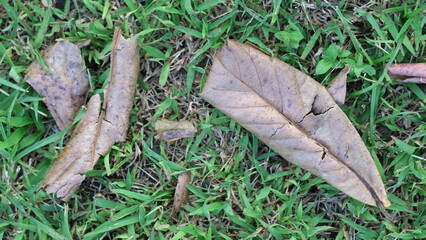 Dry leaves that fall on the grass
