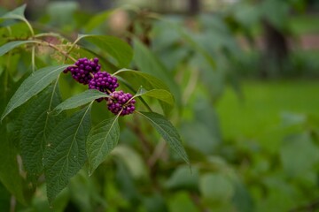 Wild berries on branch
