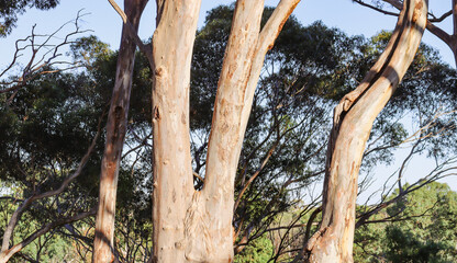 Fototapeta premium eucalyptus tree trunks in bushland in morning sunlight