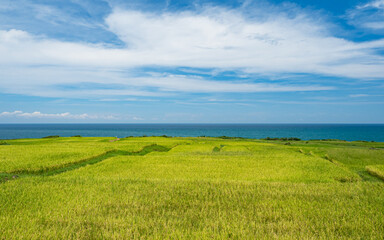Fototapeta na wymiar Rice paddies and seascapes in summer in Hualien, Taiwan.