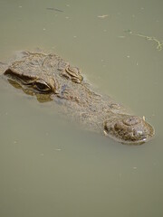Crocodilo
