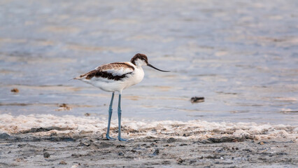 Water bird pied avocet, Recurvirostra avosetta, feeding in the lake. The pied avocet is a large...
