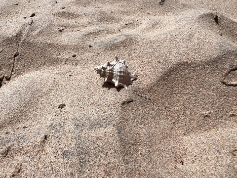 Shell  on sand