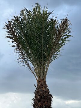 palm tree against blue sky