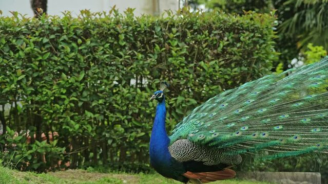A beautiful peacock in an aviary