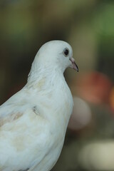 close-up of a dove