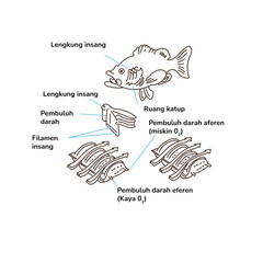 hand drawn illustration of a sketch of a fish