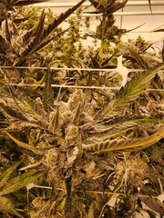 Cannabis Weed