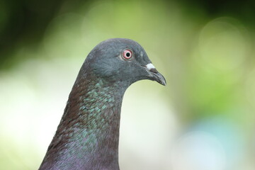 close-up of a dove