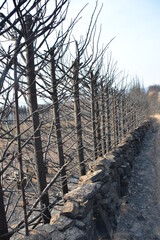 Incendio Sierra de la Culebra 