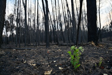 Incendio Sierra de la Culebra 