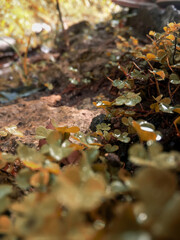 fallen autumn leaves