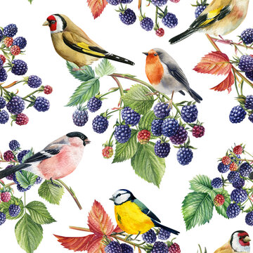 Seamless pattern with branches leaves, berries and birds , blackberries hand-drawn in watercolor
