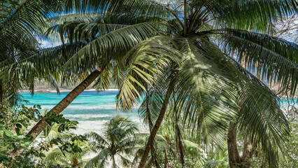 Through the lush green leaves of palm trees, you can see the turquoise ocean, the foam of waves and the blue sky. A sunny day on a tropical island. Seychelles.