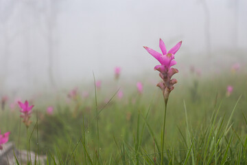 Wild siam tulip field ( Curcuma sessilis ) with mist in the morning at Pa Hin Ngam national park ....