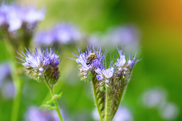 Bee and flower phacelia. Close up of a large striped bee collecting pollen from phacelia on a green background. Summer and spring backgrounds