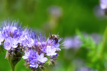Bee and flower phacelia. Close up of a large striped bee collecting pollen from phacelia on a green background. Summer and spring backgrounds