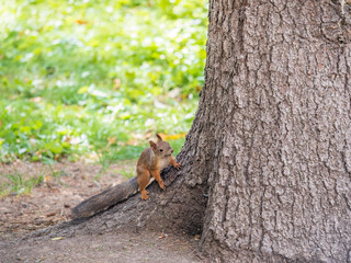 Autumn Squirrel standing on its hind legs on on green grass with fallen yellow leaves